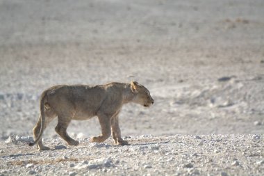 wild african lion ( panthera leo ) in the etosha national park, namibia. high quality photo
