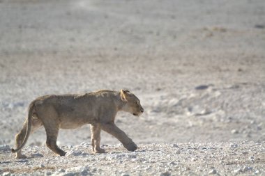 Çölde tatlı bir Afrika aslanının yakın plan fotoğrafı.