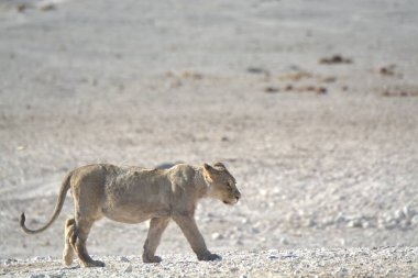 young wild african wild lion