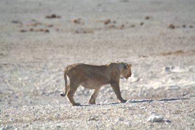 Vahşi afrikalı kadın (panthera leo )