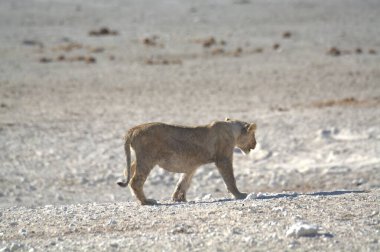 lion in the desert, animal and nature,