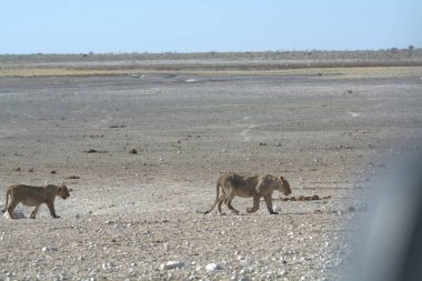 Aslan etkin, Namibia