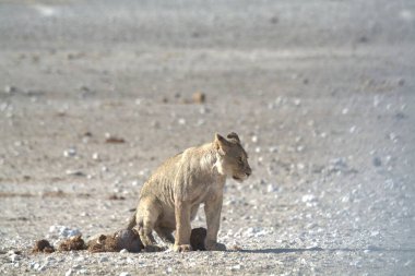 white - backed lion, etosha national park, namibia