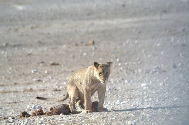 Namibya 'daki Etoşa Milli Parkı' nda aslan.