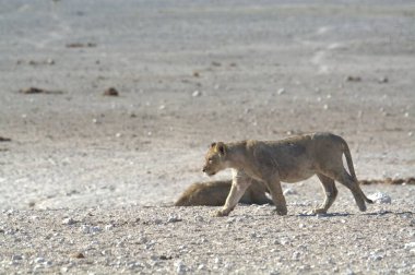 Namibya 'nın güneyindeki Etoşa' da aslan