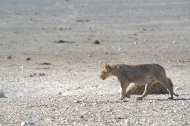 Kuru zeminde yürüyen şirin bir aslanın yakın plan fotoğrafı.