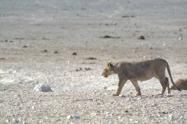 Kenya bozkırında vahşi bir aslan