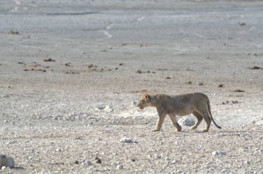 Namibya 'daki vahşi aslan