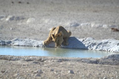 Genç bir erkek aslan çöldeki ölü gölün suyunda su içiyor.