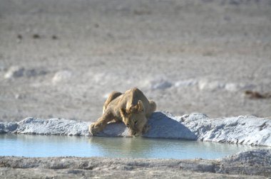 Sudaki beyaz bir aslanın yakın plan fotoğrafı.