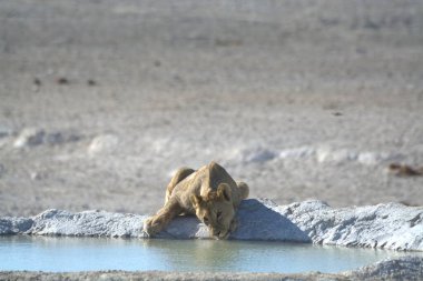Suda yansıması olan beyaz bir aslanın yakın çekimi.