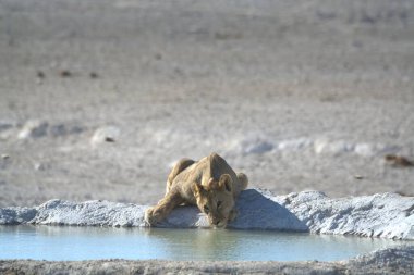 Su aslanı Etoşa Ulusal Parkı 'ndaki delikten su içiyor.