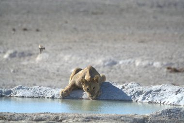 Aslan su birikintisinde içiyor.