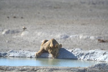 Suda içen bir aslanın yakın plan fotoğrafı.