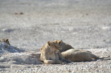 Çölde bir grup aslan.