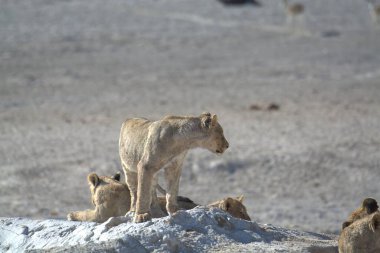 Vahşi hayvanlar, seçici odaklanma