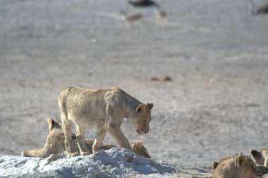 Kenya bozkırında vahşi bir hayvan sürüsü.