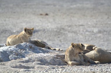Etoşa namibya aslanları