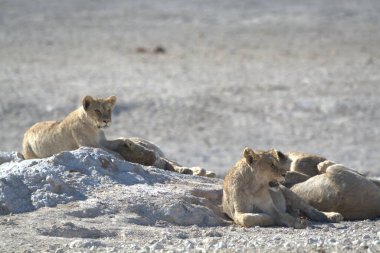 Çöldeki vahşi aslan