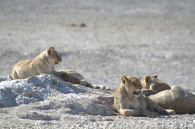 Etoşa, Namibya 'da kumdaki bir grup aslan.