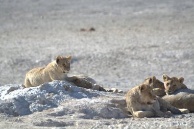 Hayvanat bahçesinde bir grup aslan.