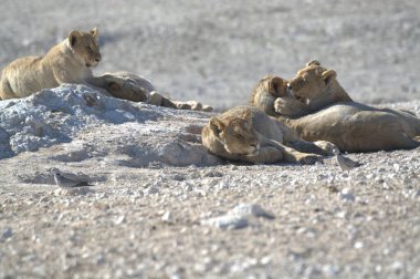 Savanadaki bir grup aslan.