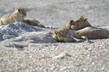Aslan çölde dinleniyor.