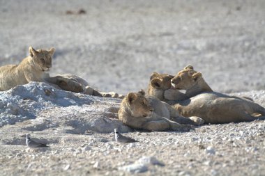 Karda sevimli bir aslanın yakın plan fotoğrafı.