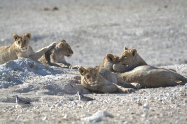 Çölde beyaz bir ayı