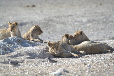 Etoşa Ulusal Parkı, Namibya 'da yerde dinlenen aslan