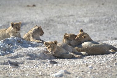 Namibya 'daki kumlarda dinlenen aslan ailesi.