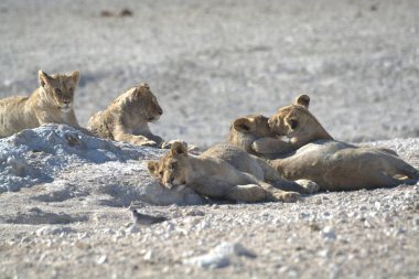 Bir aslan yerde dinleniyor.