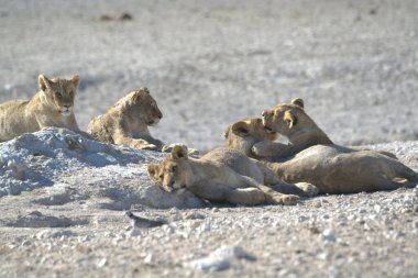 Kumda bir grup vahşi aslan.