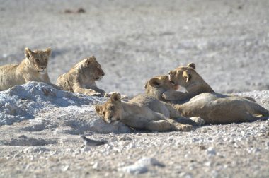 Hayvanat bahçesindeki beyaz aslan