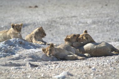 Yerdeki bir aslanın yakın plan fotoğrafı.