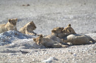 Vahşi aslanlar, Afrika savanları