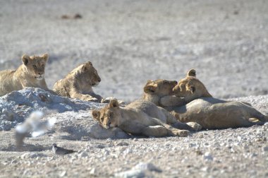 Afrika 'da Namibya aslanı