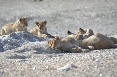 Yerdeki güzel beyaz aslan görüntüsü.