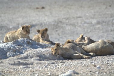 Yerde yatan genç bir aslanın güzel bir görüntüsü.