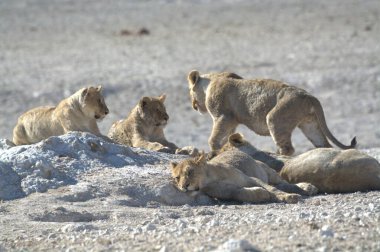 Aslan etkin ulusal park, Namibya
