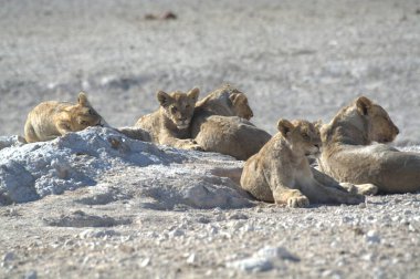 Afrika savanındaki vahşi aslanlar