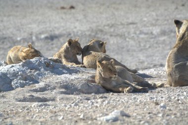 Çöldeki bir aslanın yakın çekimi.