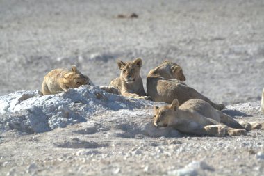 Çölde bir grup aslan.