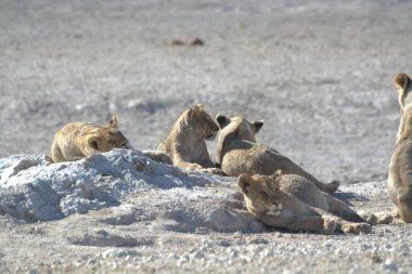 Hayvanat bahçesinde bir aslan