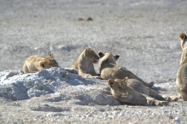 Kumsaldaki aslanlar, namibya