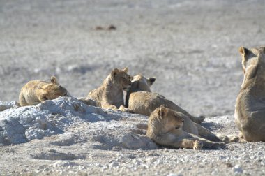 Çölde bir aslan grubu.