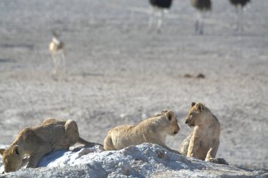 Dağlarda bir grup aslan.