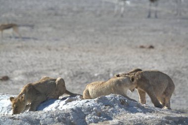 Yerde bir çift aslan var.