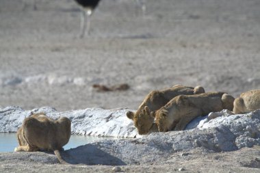 Nehrin sularında bir grup aslan