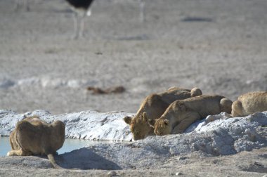 Hayvanat bahçesinde bir grup aslan.